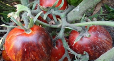 Vlastnosti stínového boxu gnome odrůdy rajčat